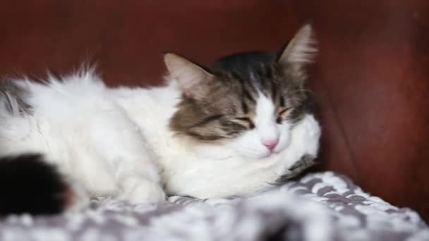 Belo Gato Doméstico Lambe Sua Pele Enquanto Está Deitado Sofá — Vídeo de Stock