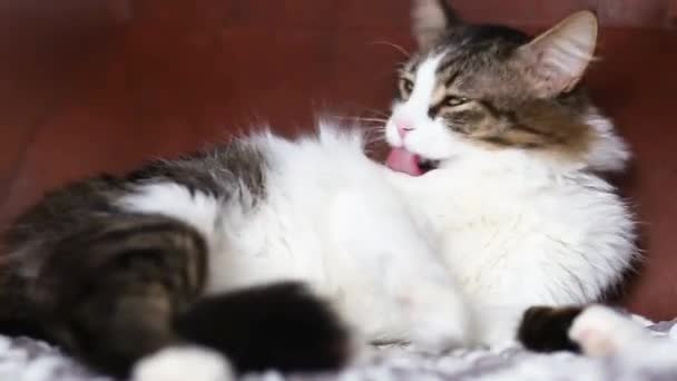 Beautiful Domestic Cat Licks Its Fur While Lying Couch Fluffy — Stock Video