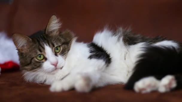 Hermoso Gato Doméstico Juega Con Una Guirnalda Árbol Navidad Fluffy — Vídeos de Stock