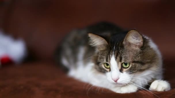 Hermoso Gato Doméstico Está Preparando Para Saltar Del Sofá Fluffy — Vídeos de Stock
