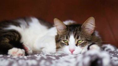 Güzel bir evcil kedi kanepede yatar ve uykuya dalar. Yumuşak kedi kanepede uyuyor.