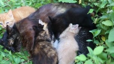 Çok renkli kedi yavruları dışarıdaki çimlerin üzerindeki anne kediden süt emerler. Sokak kedisi yavrularını emziriyor.