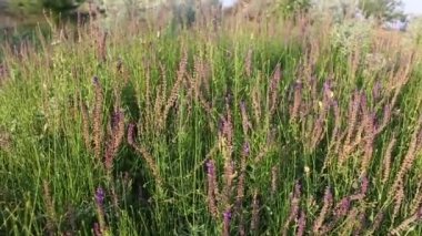 Batan güneşin ışınlarında bir tarlada güzel yabani adaçayı çiçekleri. Lavanta alanları