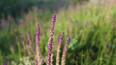 Batan güneşin ışınlarında bir tarlada güzel yabani adaçayı çiçekleri. Lavanta alanları