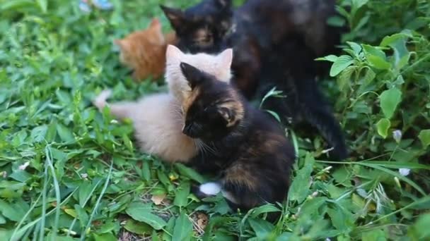 Anak Kucing Berwarna Ganda Menghisap Susu Dari Ibu Kucing Rumput — Stok Video