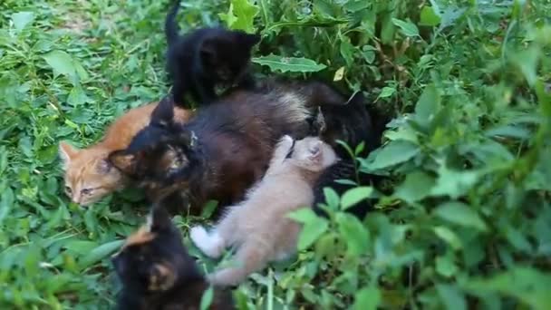 Multi Colored Kittens Suck Milk Mother Cat Grass Street Cat — Stock Video