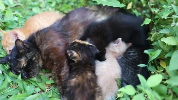 Gattini Multicolori Succhiano Latte Una Gatta Madre Nell Erba All — Video Stock