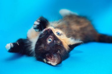 Nadir görülen bir rengi olan iki tonluk şirin bir kedi yavrusu. İki yüzlü kedi. Bir kedinin komik renkleri yarım ağızlık siyah ve kırmızı