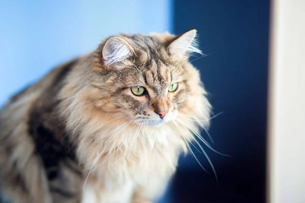 Krásná Chlupatá Kočka Sibiřského Plemene Sedí Bytě Stole Tortoiseshell Kočka — Stock fotografie