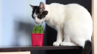 Evcil beyaz kedi masada oturuyor ve tencerede özel kedi otları yiyor.