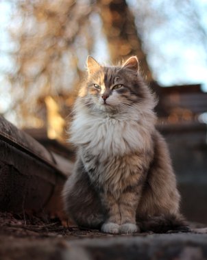 Güneş ışınları sokak kedi oturmak