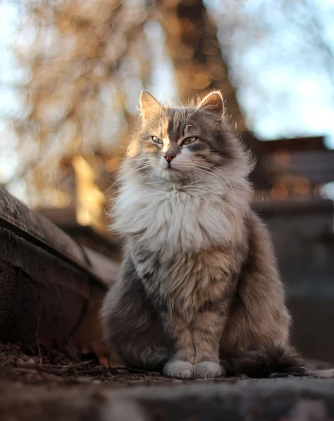 Уличная кошка сидит в лучах солнца — стоковое фото