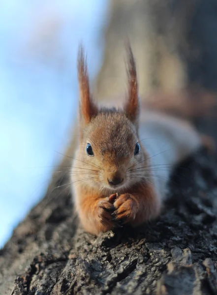 Lo scoiattolo mangia una noce — Foto Stock