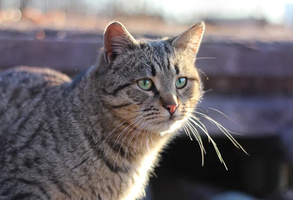 Chat de rue avec de longues moustaches — Photo