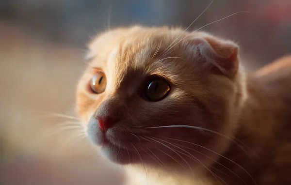 Scottish fold kitten — Stock Photo, Image