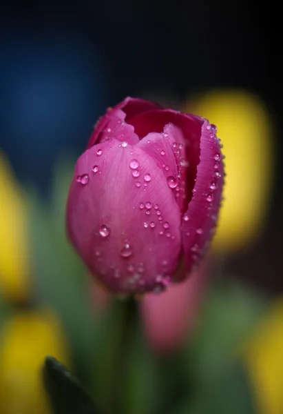 Wet tulip Stock Image