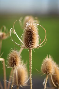Teasel on green background clipart