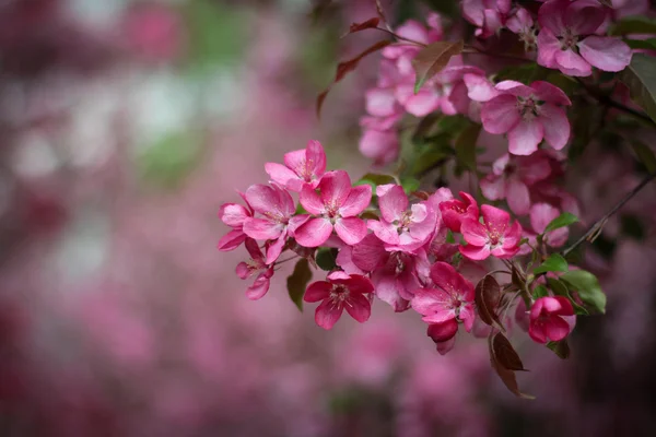 Pink apple-tree flowers — Stock Photo, Image