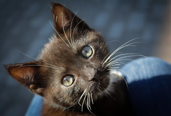 Evsiz kedi yavrusu — Stok fotoğraf
