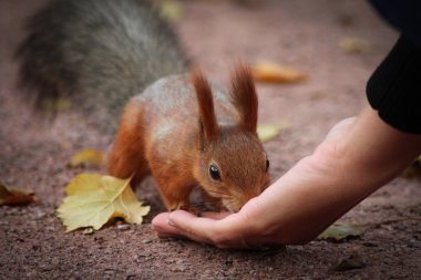 bir eli Sincaplar yer