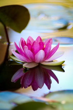 Pink water-lily on a water smooth surface