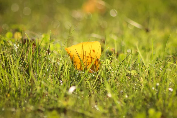 Folha de outono em uma grama — Fotografia de Stock