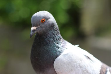 bir güvercin portresi
