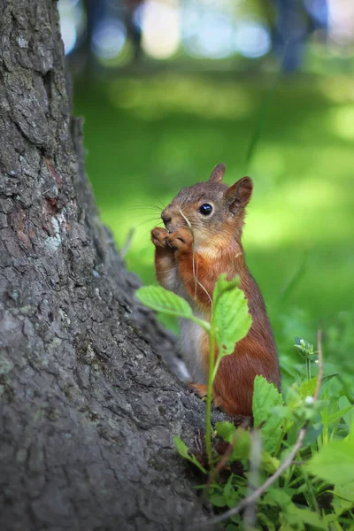 The squirrel eats a nut near a tree — Stock fotografie