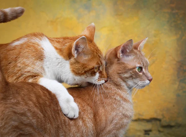 Two cats — Stock Photo, Image