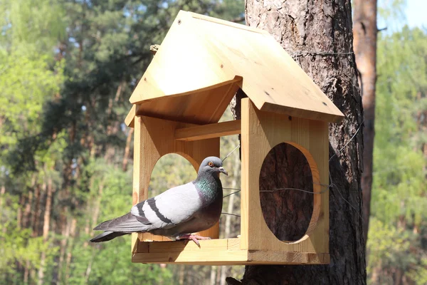 The pigeon sits in a nesting box — Stockfoto