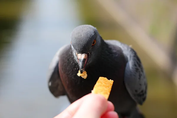 The pigeon is a forage from hands — Stockfoto