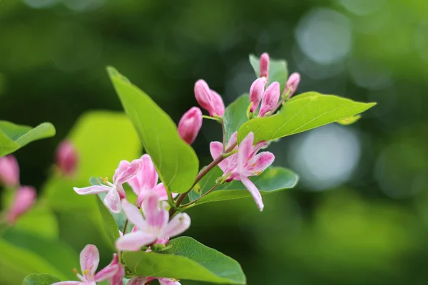 Branch with pink flowers — Stock Photo, Image