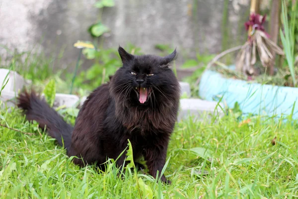 Kara kedi esniyor. — Stok fotoğraf