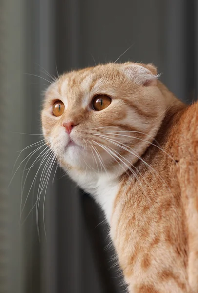 Red scottish fold cat — Stock Photo, Image