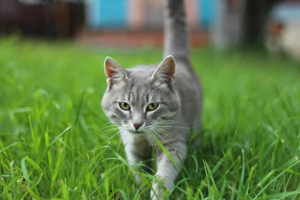 Le chat est volé dans une herbe — Photo