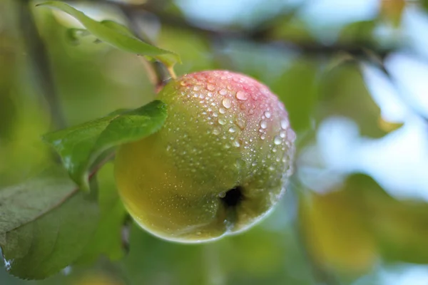 Der Apfel am Baum mit Tropfen — Stockfoto