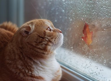 Kırmızı kedi camdan bir sonbahar yaprak üzerinde görünüyor. Bir pencere pervazına üzerinde sonbahar kedi