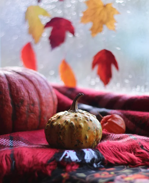 Herbst-Stillleben aus Kürbissen — Stockfoto