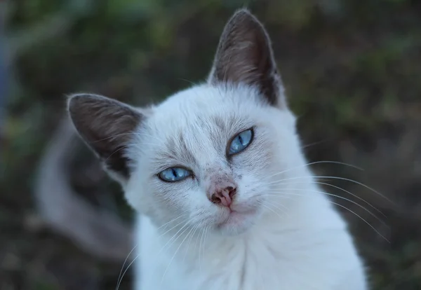 Mavi gözlü beyaz kedi yavrusu — Stok fotoğraf