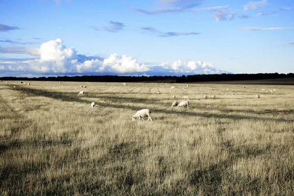 Paisaje con ovejas — Foto de Stock