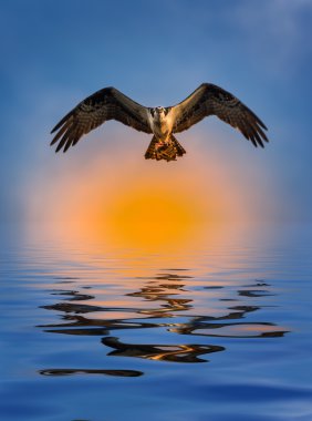 Osprey günbatımı yansıma suda balık ile