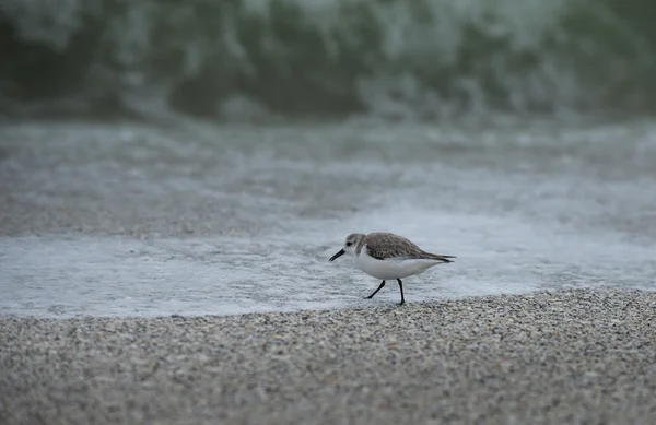 Sandlöpare på stranden — Stockfoto