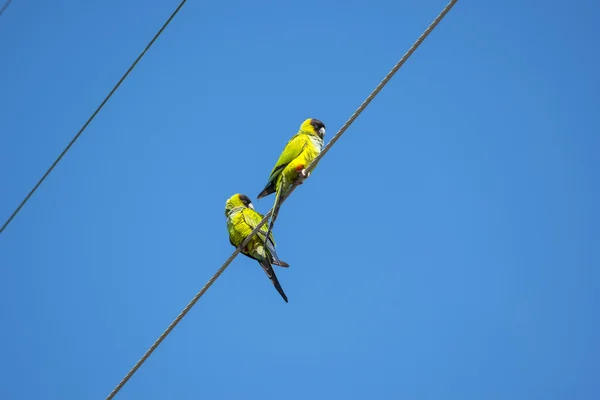 Nanday Conure periquitos en un cable — Foto de Stock