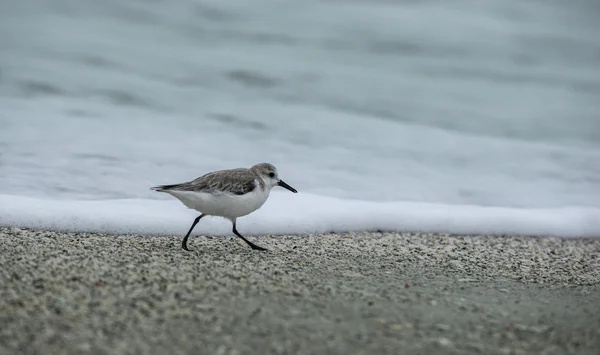 Sanderling en la playa — Foto de Stock