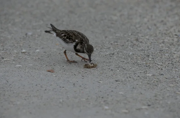 ビーチで血色の良いキョウジョシギ鳥 — ストック写真