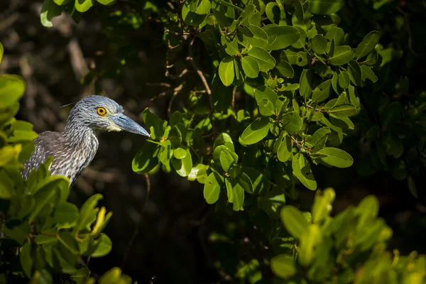 Yellow-crowned Night Heron — Stock Photo, Image