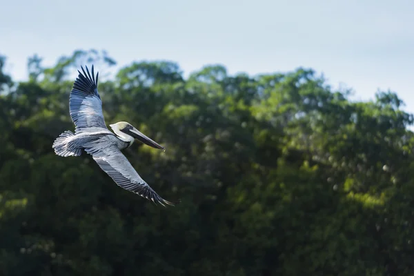 Eastern Brown Pelican — Stock Photo, Image