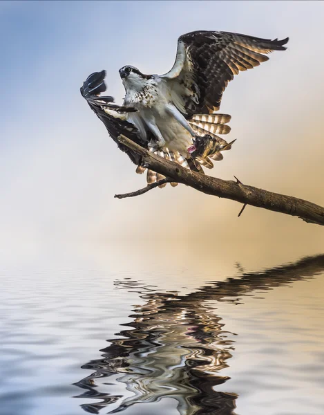 Osprey Bird holding a fish reflection in the water — Stock Photo, Image