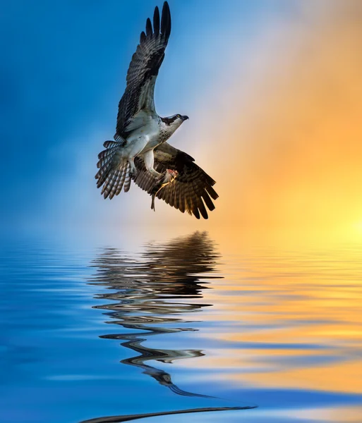 Osprey com peixes ao pôr do sol Reflexão na água — Fotografia de Stock