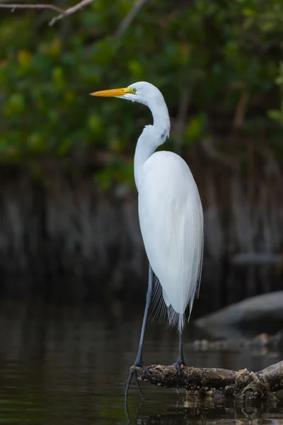 Great White Egret — Stock Photo, Image